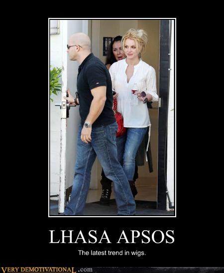 LHASA APSOS - Cheezburger