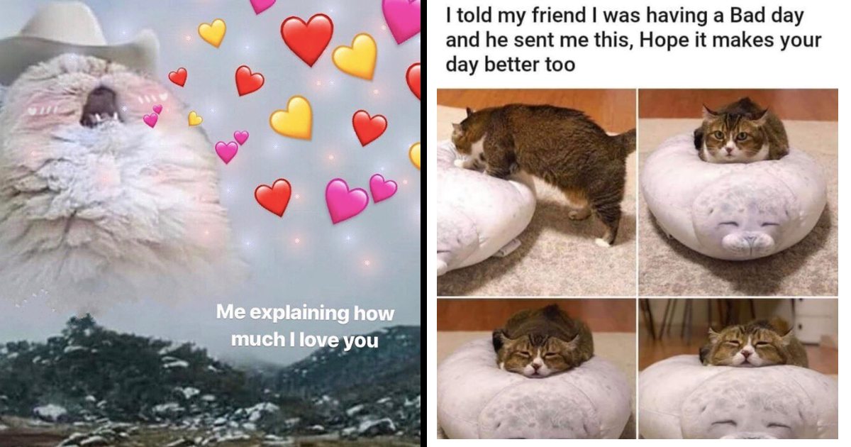 Wholesome Cat Love Memes Vlr Eng Br