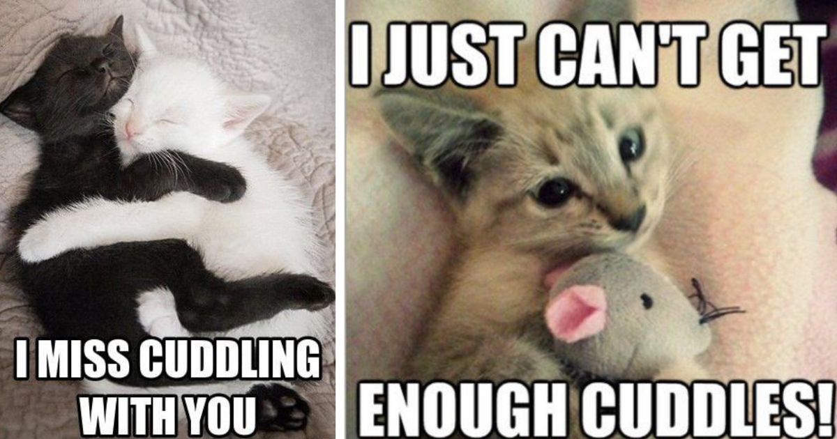 30 Cat Memes Youll Love If Physical Touch Is Your Primary Love