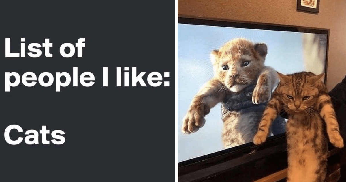 35 Purrfect Cat Memes For All The Grumpy Cats Who Reluctantly Pulled