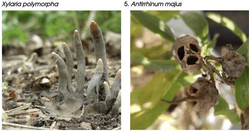 Curiosidad Del D A Plantas Raras Del Mundo Loquillo