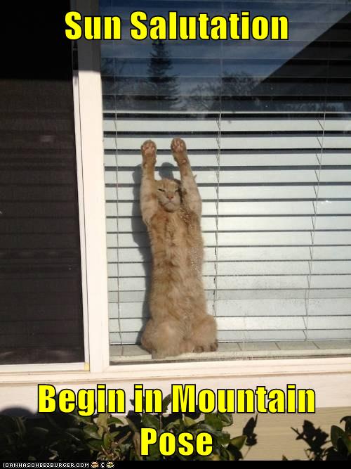 Sun Salutation Lolcats Lol Cat Memes Funny Cats Funny Cat