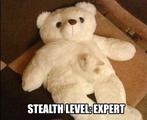 I Can Bearly See Him Lolcats Lol Cat Memes Funny Cats Funny