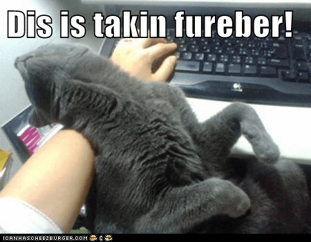 Love Meeee Lolcats Lol Cat Memes Funny Cats Funny Cat