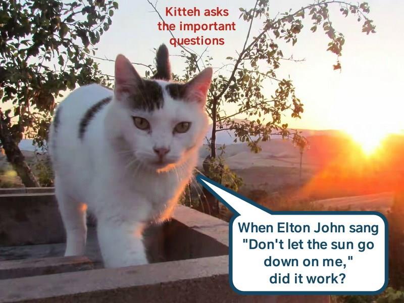 Kitteh Asks The Important Questions Lolcats Lol Cat Memes Funny