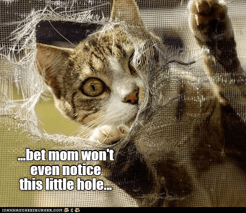 Hole What Hole Lolcats Lol Cat Memes Funny Cats Funny Cat