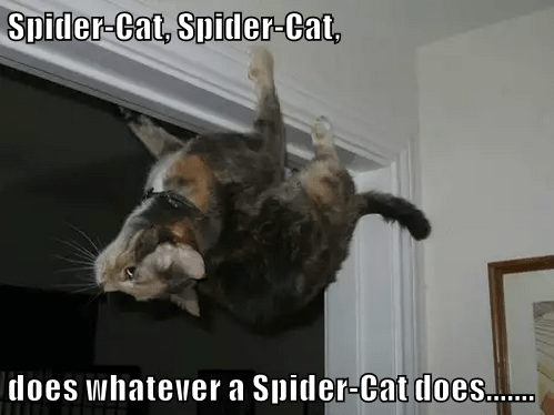 Spider Cat Spider Cat Does Whatever A Spider Cat Does