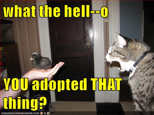 What The Hell O Lolcats Lol Cat Memes Funny Cats Funny Cat