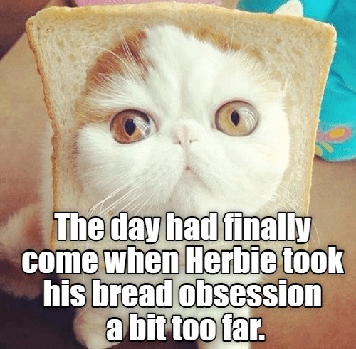 The Day Lolcats Lol Cat Memes Funny Cats Funny Cat Pictures