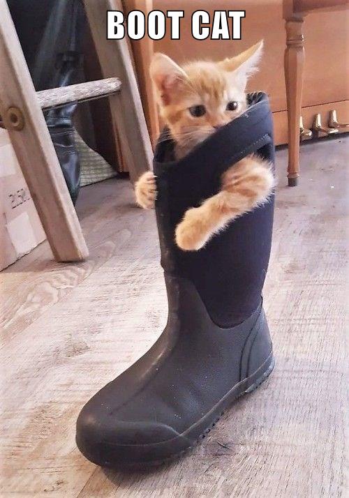 Cute To Boot Lolcats Lol Cat Memes Funny Cats Funny Cat