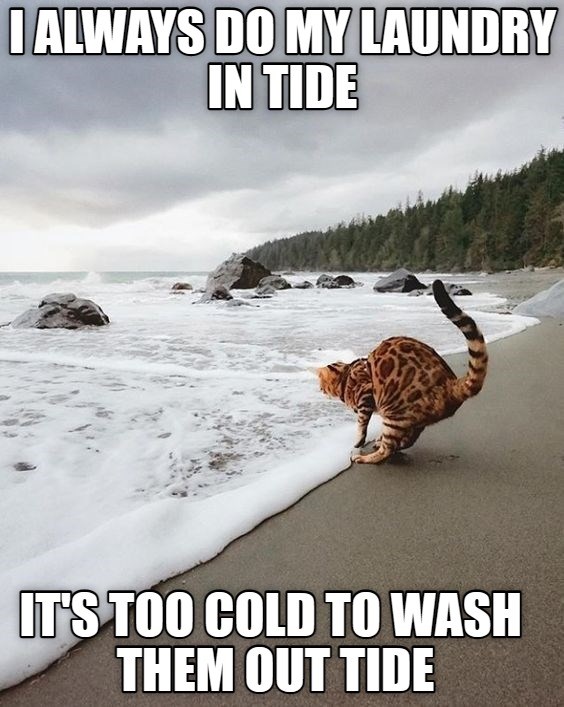 A Salty Pun Lolcats Lol Cat Memes Funny Cats Funny Cat