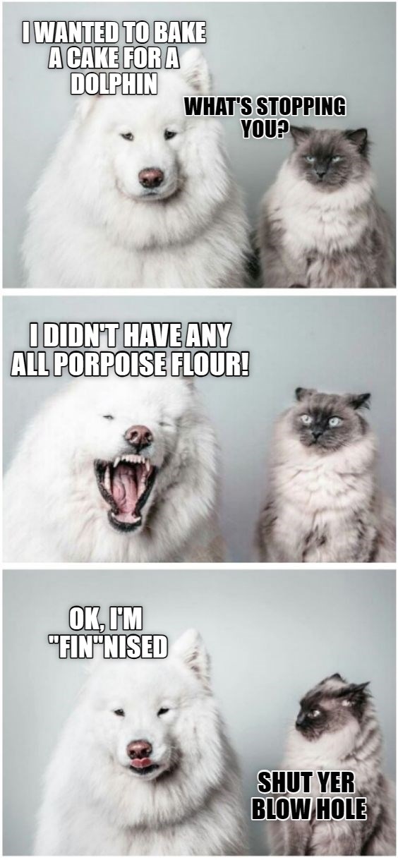 A Pun In Tiers Lolcats Lol Cat Memes Funny Cats Funny Cat