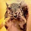 Avatar for squirreljuggler