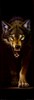 DaWolf13grrr avatar