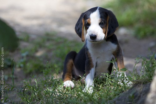 Goggie ob teh Week: Tricolor 
