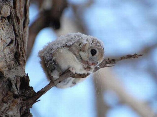 Squee Spree: Fly Away! 