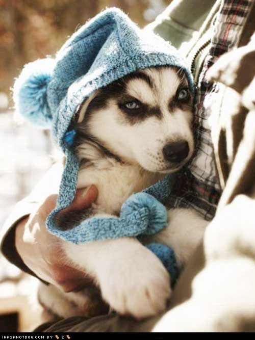 Cyoot Puppy ob teh Day: It's Getting Cold Outside