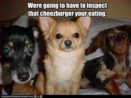 Cheezburger Inspektorz 