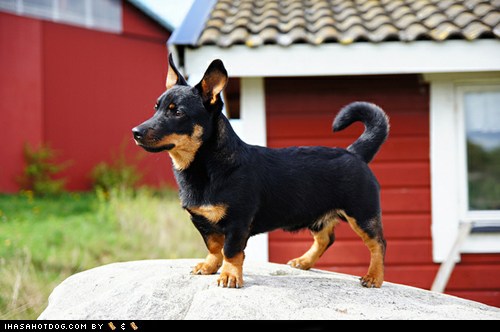 Goggie ob teh Week FACE OFF: Lancashire Heeler