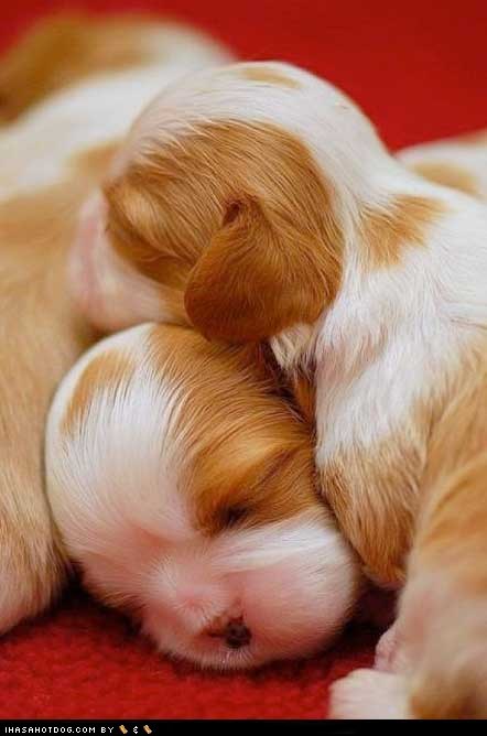 Cyoot Puppy ob teh Day: Newborn Puppies