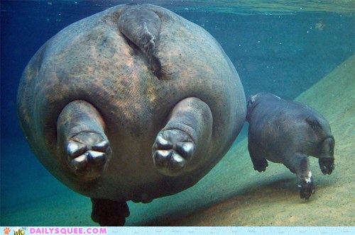 Fat Bottomed Hippos 