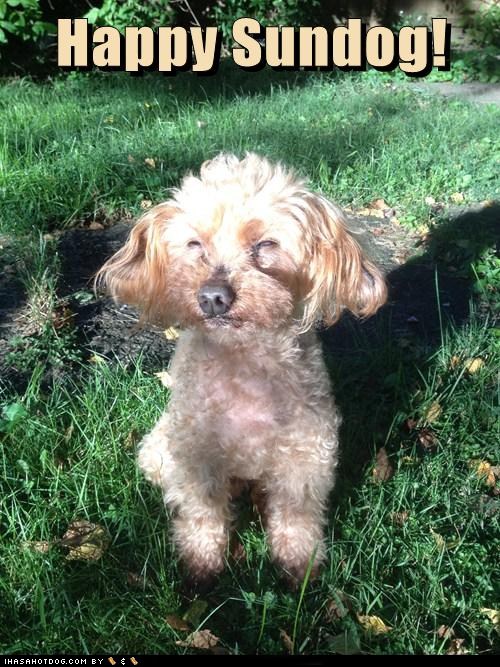 Happy Sundog!