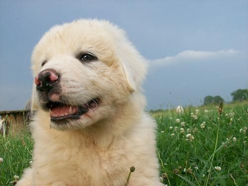Cyoot Puppy ob teh Day: Pyrenees Puppy