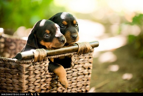 Cyoot Puppy ob teh Day: Pinscher Puppies