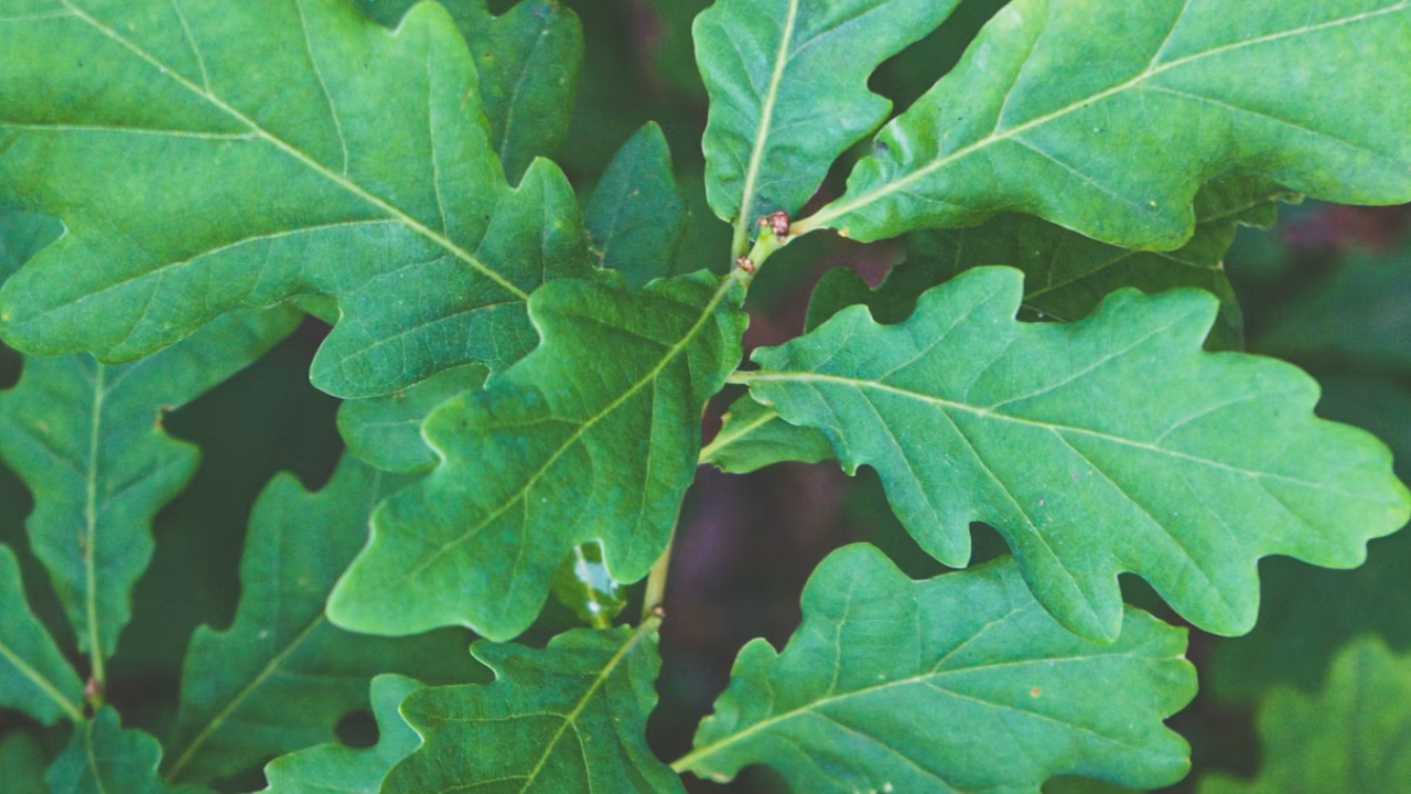 The leaves of an oak tree pictured from up close.