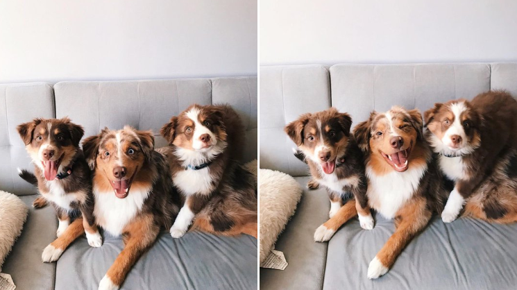 best companion for australian shepherd