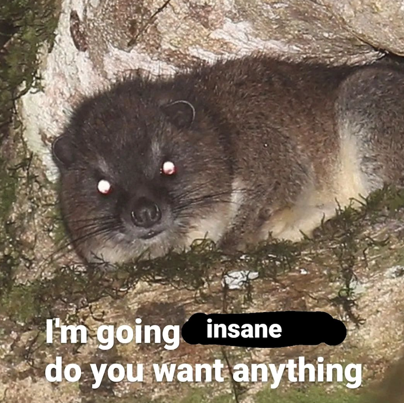23 Rockin Hyrax Memes To Start Your Work Week With A Giggle Animal 