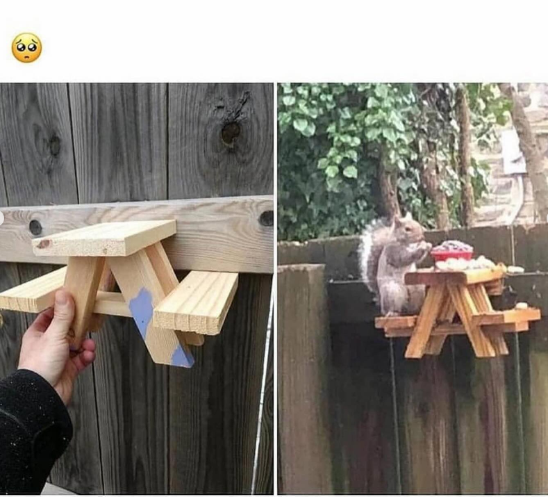 23 Adorable Animals Memes To Fill Your Friday With Wholesomeness And 