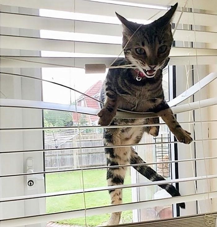 32 Funny Animals Caught In Supremely Silly Situations For Your 