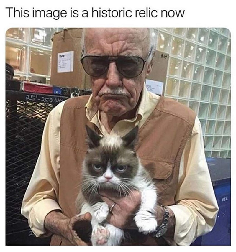 25 Purrfectly Funny Cat Memes To Make Waking Up Early Almost Worth It 