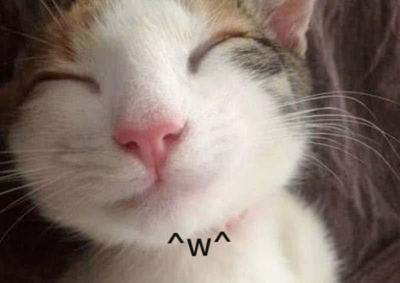 23 Silly Cat Memes To Spice Up Your Tottered Tuesday With Feline 