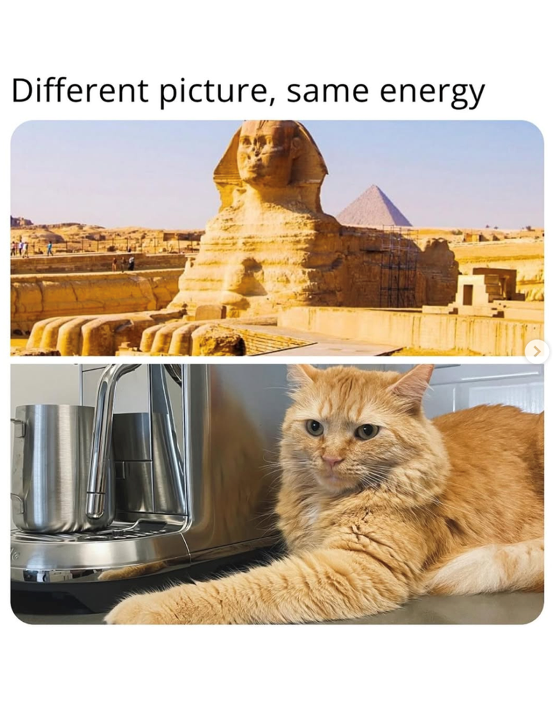 24 Cat Memes That Prove They ve Already Taken Over The World And We re 