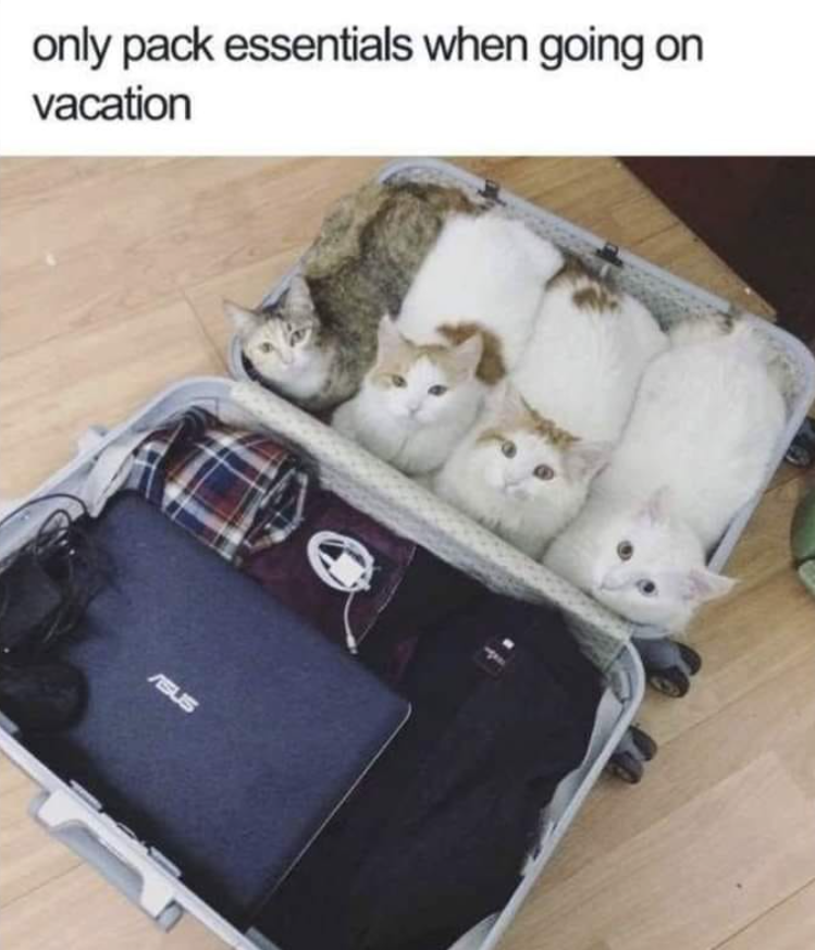 29 Of The Catest Cat Memes For Cool Cats With Impeccable Class I Can 