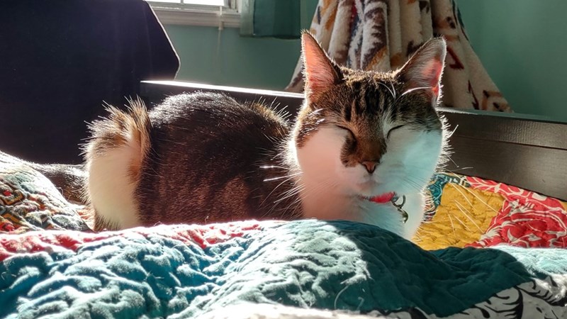 Picture of a cute cat with its eyes closed. 