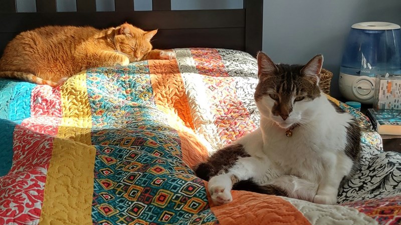 Picture of two cats on a colorful blanket.