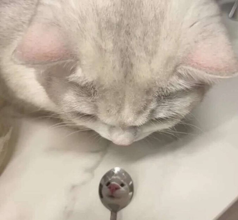 Cheezburger Image 10605095168