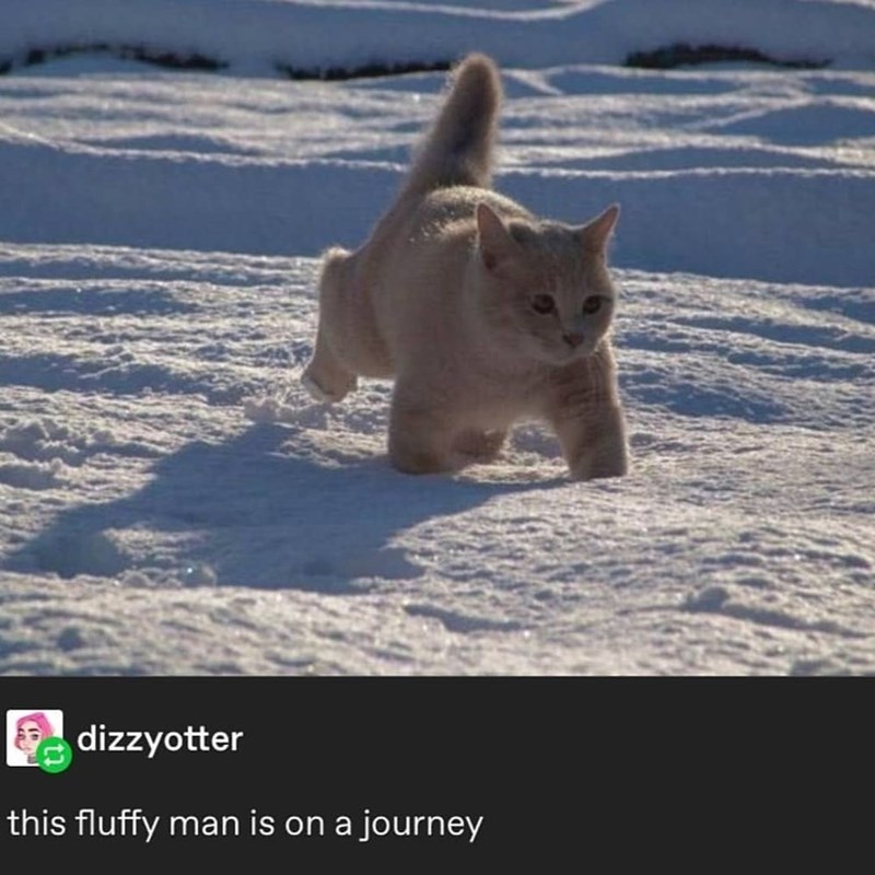 dizzyotter this fluffy man is on a journey