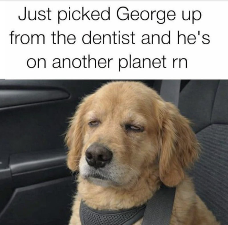 Just picked George up from the dentist and he's on another planet rn