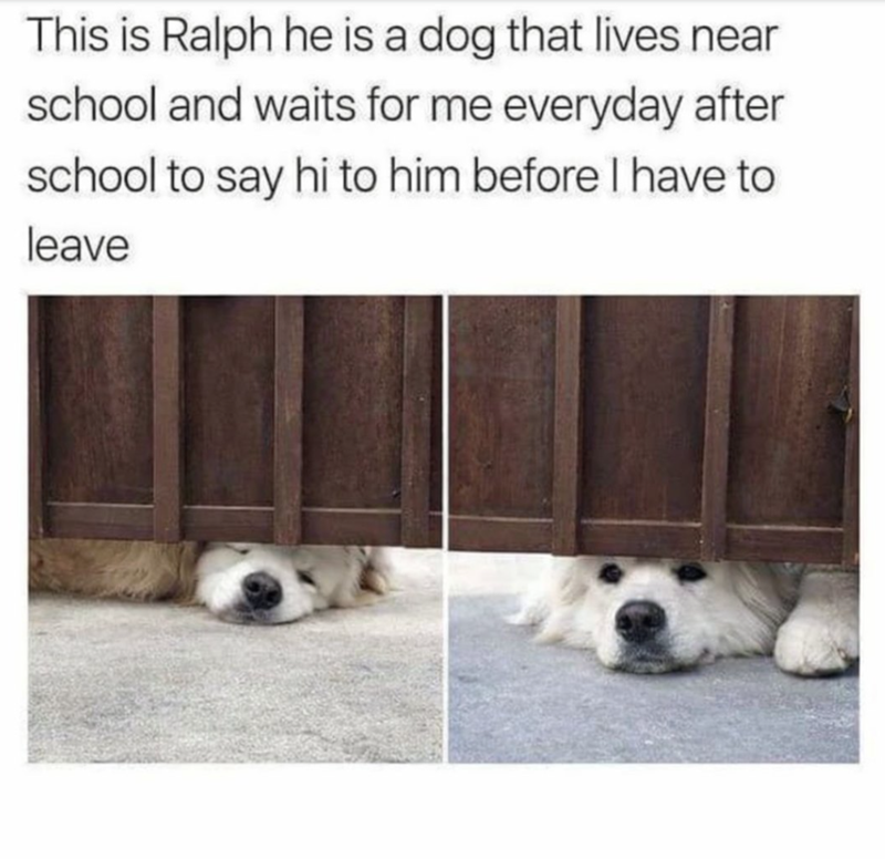 This is Ralph he is a dog that lives near school and waits for me everyday after school to say hi to him before I have to leave