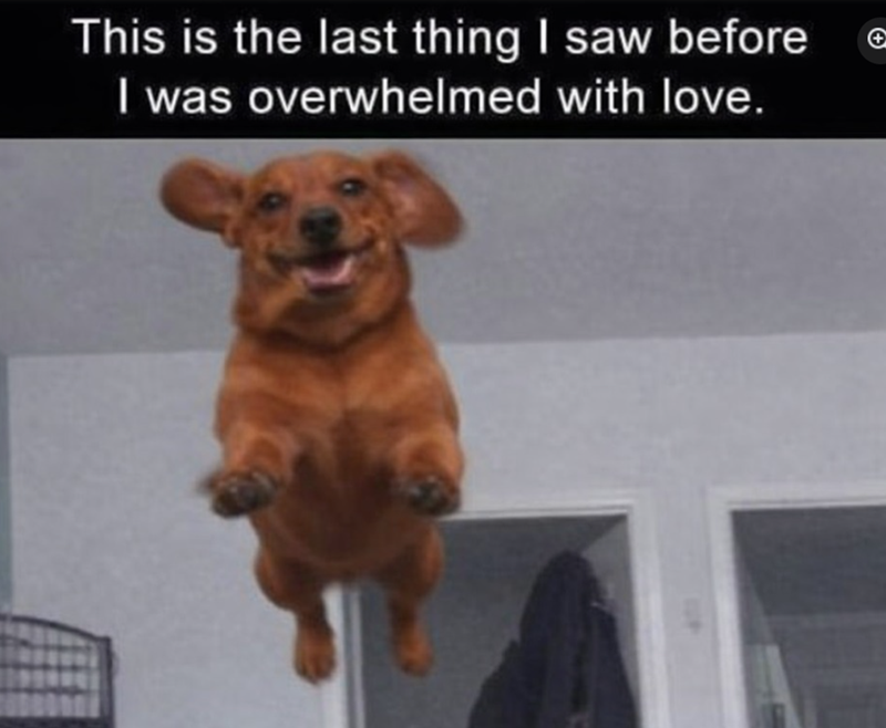 This is the last thing I saw before I was overwhelmed with love. +