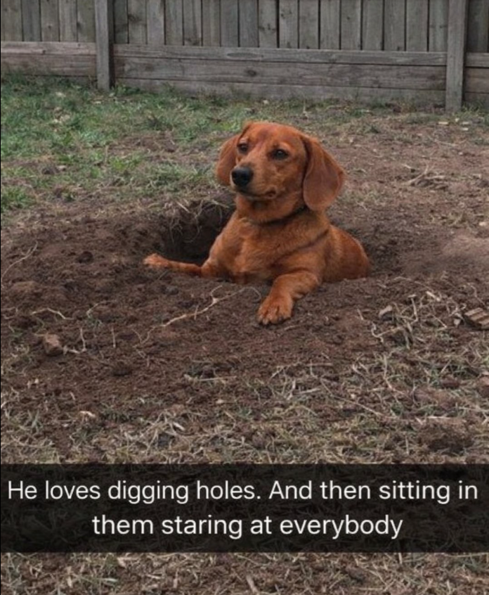 He loves digging holes. And then sitting in them staring at everybody