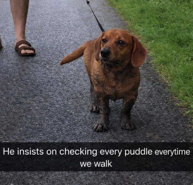 He insists on checking every puddle everytime we walk