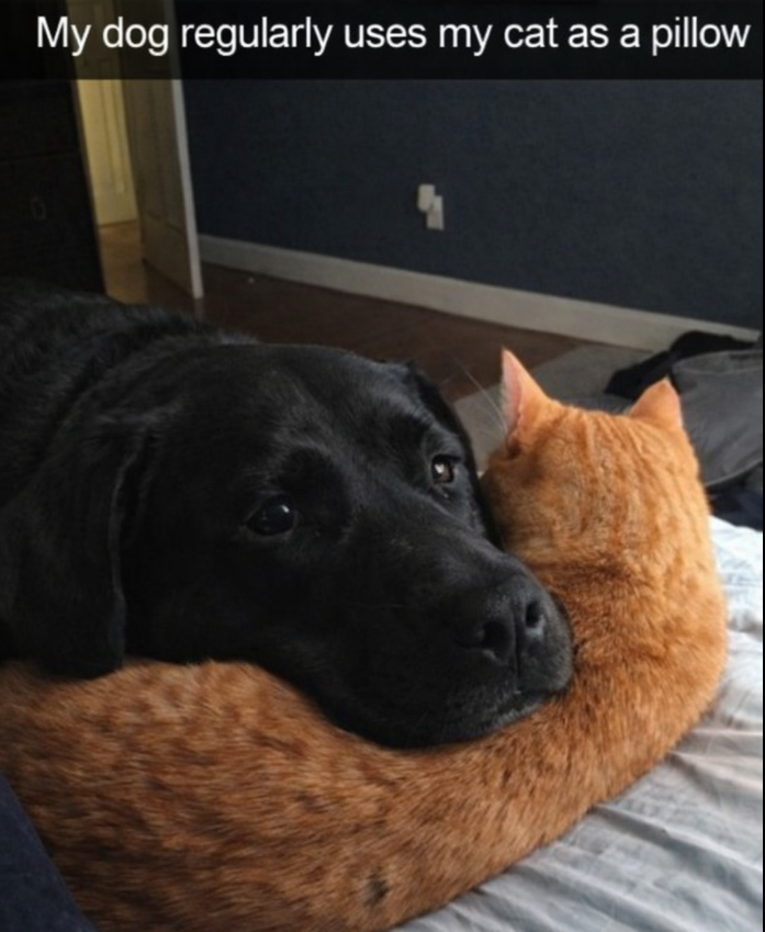 My dog regularly uses my cat as a pillow