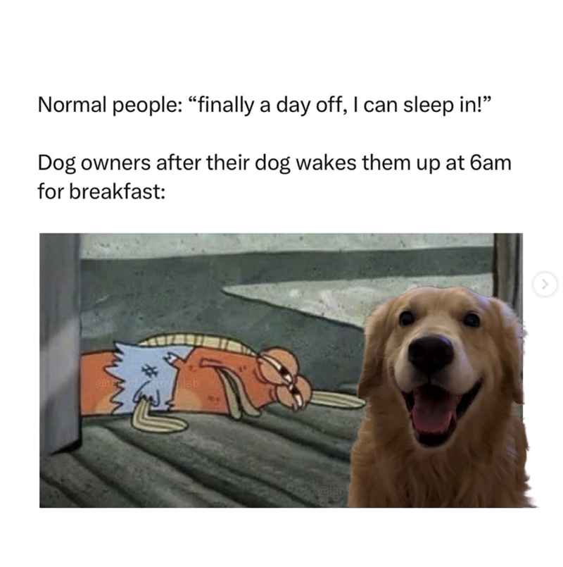 Normal people: "finally a day off, I can sleep in!" Dog owners after their dog wakes them up at 6am for breakfast: @tak koylab @tan >