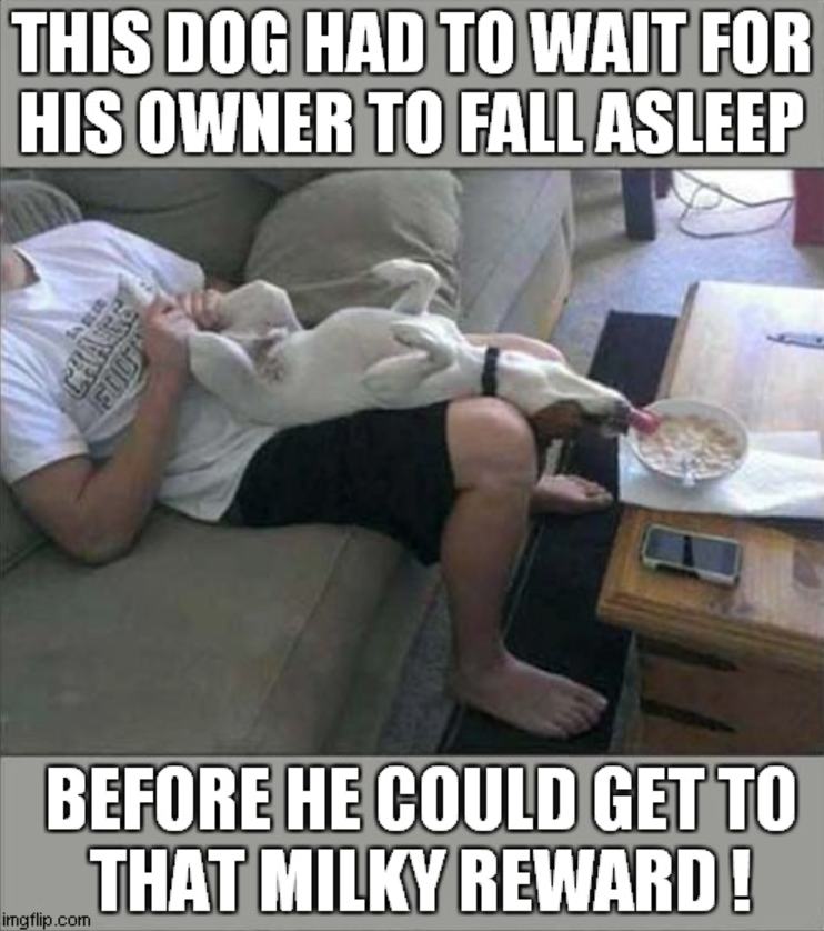 THIS DOG HAD TO WAIT FOR HIS OWNER TO FALL ASLEEP CHAGE LOUS BEFORE HE COULD GET TO THAT MILKY REWARD! imgflip.com