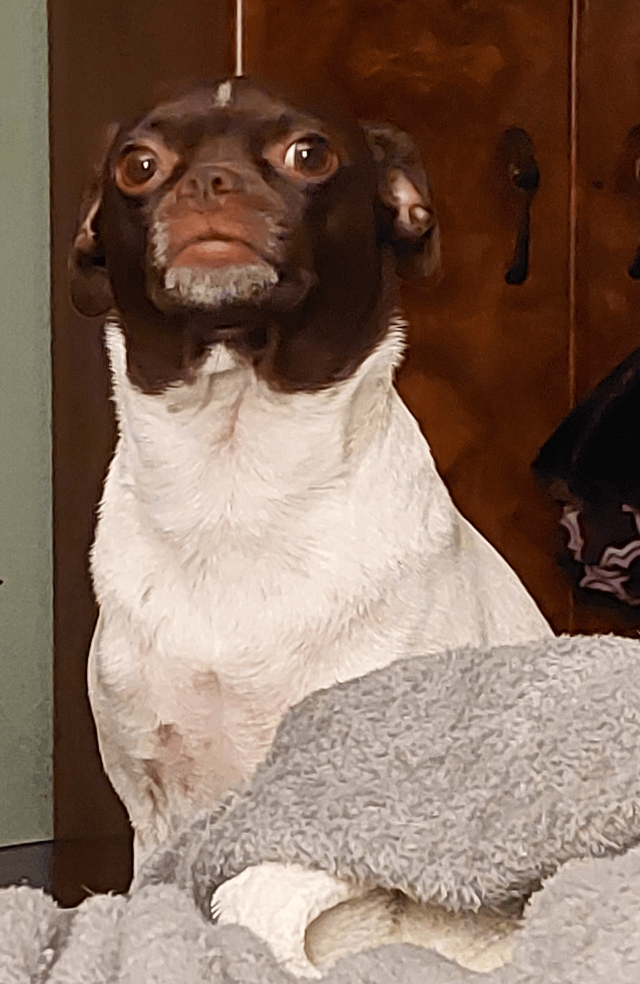 Cheezburger Image 10606610688